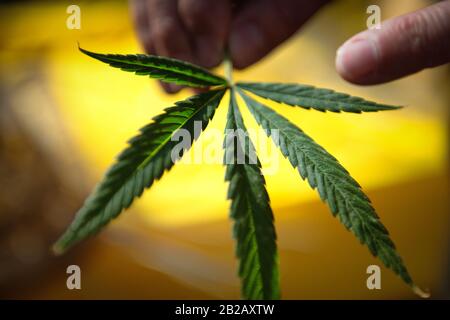 Primo piano di una persona che detiene una foglia di cannabis Foto Stock