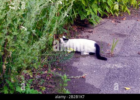 Ritratto di un gattino bianco e nero a caccia di un topo in natura. Un gattino predice su un mouse. Foto Stock