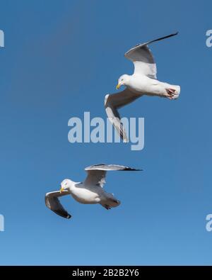 Un paio di gabbiani aringhe europei Larus argentatus volare in alto. Foto Stock