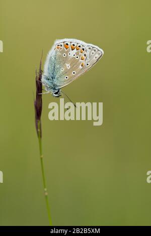 Una farfalla blu comune (Polyommatus Icarus) rosolando su un fusto di erba. Foto Stock