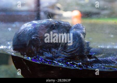 Alaskan Sea Otter Ola esplora la sua nuova casa al National SEA LIFE Centre di Birmingham. La lontra è stata portata nel Regno Unito all'inizio di quest'anno dopo essere stata salvata e curata dal personale dell'Alaska Sealife Center di Seward. Foto Stock