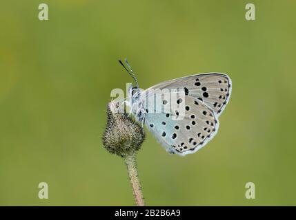 Un grande Blue Butterfly (Phengaris arion) sono ' appollaiati durante la mattina presto con le sue ali chiuso su un flowerhead presso banche Daneway, Gloucestershire Foto Stock