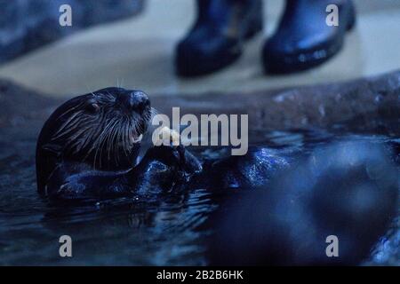 Alaskan Sea Otters Ozzy e Ola esplorano la loro nuova casa al National SEA LIFE Centre di Birmingham. Le lontre sono state portate nel Regno Unito all'inizio di quest'anno dopo essere state salvate e curate dal personale dell'Alaska Sealife Center di Seward. Foto Stock