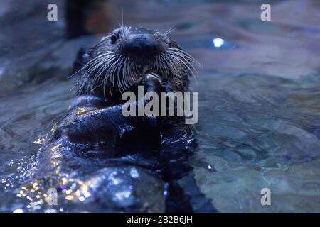 Alaskan Sea Otter Ola esplora la sua nuova casa al National SEA LIFE Centre di Birmingham. La lontra è stata portata nel Regno Unito all'inizio di quest'anno dopo essere stata salvata e curata dal personale dell'Alaska Sealife Center di Seward. Foto Stock