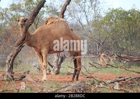 Cammello selvatico a Sandfire, Australia Occidentale Foto Stock