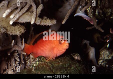 Pesce falco di fiamma, Neocirrhites armatus Foto Stock