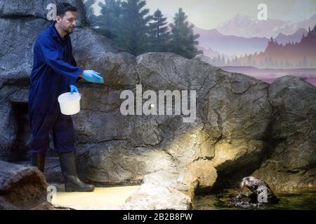 Il curatore di Sealife Jonny Rudd alimenta Ozzy.Alaskan Sea Otters Ozzy e Ola stanno esplorando la loro nuova casa al National SEA LIFE Centre di Birmingham. Le lontre sono state portate nel Regno Unito all'inizio di quest'anno dopo essere state salvate e curate dal personale dell'Alaska Sealife Center di Seward. Foto PA. Data Immagine: Lunedì 2 Marzo 2020. Vedi la storia di PA ANIMALS Otters. Foto credito dovrebbe leggere: Jacob King / PA Filo Foto Stock