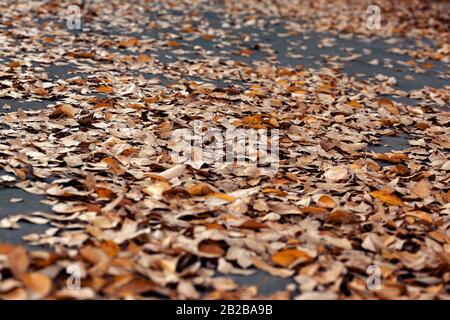 Una foto di foglie gialle autunnali cadute su strada asfaltata grigia nel parco cittadino, sfondo astratto Foto Stock