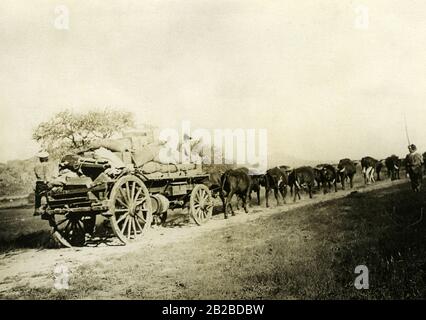Nell'inseguimento delle ultime tribù ribelli dell'Herero nell'Africa sud-occidentale tedesca, le truppe tedesche hanno avuto notevoli problemi di approvvigionamento nel deserto. Con bue-carretti tirati fino a 10 buoi, munizioni e cibo doveva essere portato davanti. Foto Stock