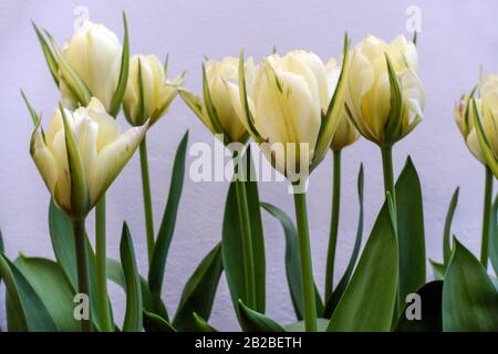 Tulipa 'Esotico imperatore' tulipani bianchi fiori Foto Stock