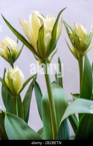 Tulipa 'Esotico imperatore' tulipani bianchi fiori Foto Stock