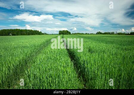 Tracce di ruote in un campo di grano verde, orizzonte e cielo Foto Stock