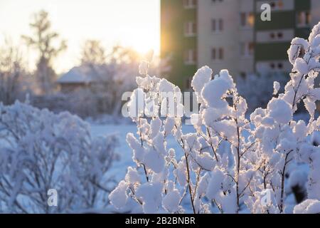 rami di albero nella neve contro il sole che tramonta Foto Stock