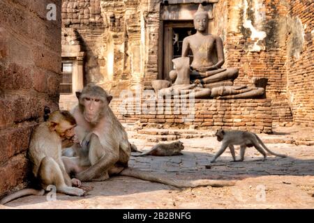 Macaque (Macaca fascicularis) di fronte a Jayabuddhamahanatha (Victoryius Buddha, il Grande protettore) a Prang Sam Yod Foto Stock