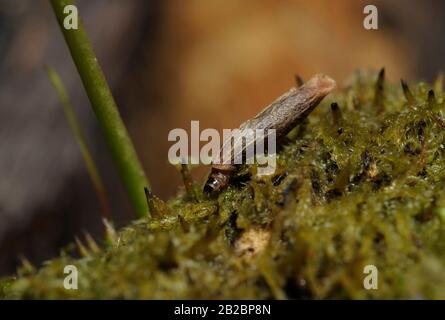 Caddisfly, Trichoptera, larve nel suo caso che incorona il muschio verde su uno sfondo rosso Foto Stock