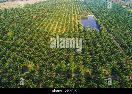 Veduta aerea del campo di piantagione di palme da olio, industria agricola Foto Stock