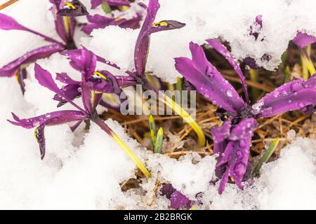 Iris reticulata 'George' Iris fiore inverno neve febbraio fiori in neve Iris pianta di Iris fioritura invernale Foto Stock