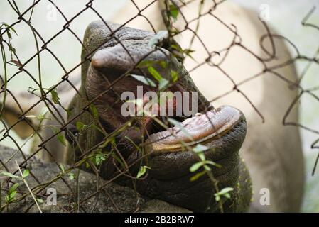 Guwahati, Assam, India. 2nd Mar, 2020. I visitatori guardano i rinoceronti a un'ora come lo Zoo di Stato di Assam a Guwahati. La Giornata mondiale della fauna selvatica è celebrata il 3 marzo. Quest'anno il tema Sta Sostenendo tutta la vita sulla Terra. Credit: David Talukdar/Zuma Wire/Alamy Live News Foto Stock