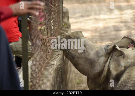 Guwahati, Assam, India. 2nd Mar, 2020. I visitatori guardano i rinoceronti a un'ora come lo Zoo di Stato di Assam a Guwahati. La Giornata mondiale della fauna selvatica è celebrata il 3 marzo. Quest'anno il tema Sta Sostenendo tutta la vita sulla Terra. Credit: David Talukdar/Zuma Wire/Alamy Live News Foto Stock