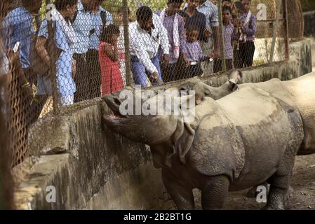 Guwahati, Assam, India. 2nd Mar, 2020. I visitatori guardano i rinoceronti a un'ora come lo Zoo di Stato di Assam a Guwahati. La Giornata mondiale della fauna selvatica è celebrata il 3 marzo. Quest'anno il tema Sta Sostenendo tutta la vita sulla Terra. Credit: David Talukdar/Zuma Wire/Alamy Live News Foto Stock