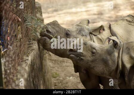 Guwahati, Assam, India. 2nd Mar, 2020. I visitatori guardano i rinoceronti a un'ora come lo Zoo di Stato di Assam a Guwahati. La Giornata mondiale della fauna selvatica è celebrata il 3 marzo. Quest'anno il tema Sta Sostenendo tutta la vita sulla Terra. Credit: David Talukdar/Zuma Wire/Alamy Live News Foto Stock