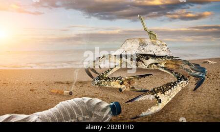 Granchio su spiaggia inquinata. Bottiglie di plastica inquinamento in pozza fangosa sulla spiaggia. (Concetto di ambiente) Foto Stock