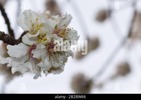 Il Grappolo Di Blossom Di Mandorla In Full Bloom A Sinistra Foto Stock