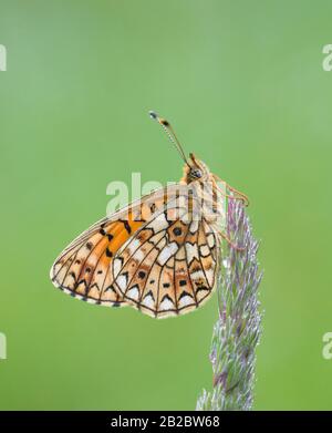 Una piccola farfalla fritillaria bordata da una perla su una pianta, con le sue ali chiuse. Preso alle miniere di Priddy in Somerset, Inghilterra. Foto Stock