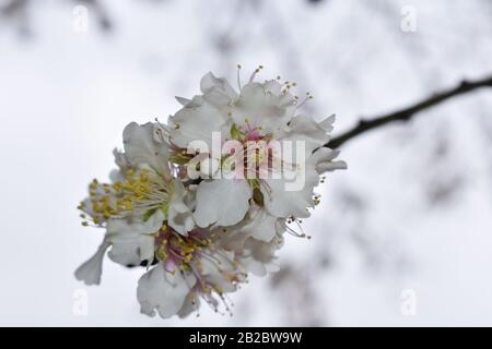 Cluster Di Blossom Di Mandorla In Full Bloom Foto Stock