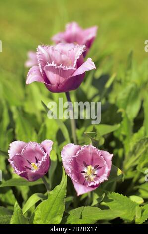 Esposizione Primaverile Di Tulipani A Frange Viola E Bianco Tulipa 'Cummins' In Ucraina Foto Stock