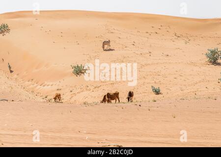 Mucche mangiano erba nel deserto di sabbia e camminano nelle dune Foto Stock