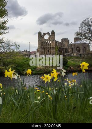 La Rovina della Cattedrale di Elgin in primavera sulla sponda del fiume Lossie, nel nord della Scozia, con Daffodils in primo piano Foto Stock