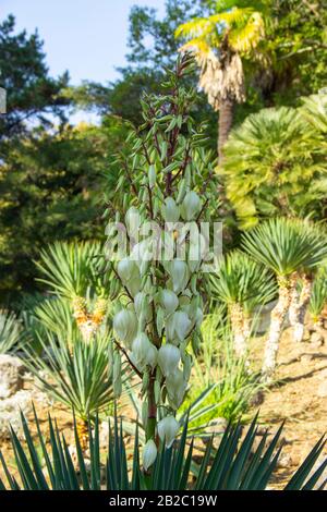 Fioritura Yucca gloriosa. Pianta perenne sempreverde monoecious Asparagaceae. Foto Stock