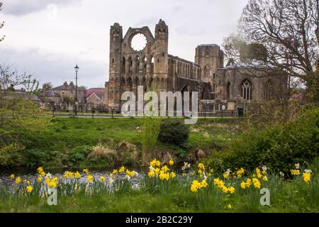 La Rovina della Cattedrale di Elgin in primavera sulla sponda del fiume Lossie, nel nord della Scozia, con Daffodils in primo piano Foto Stock