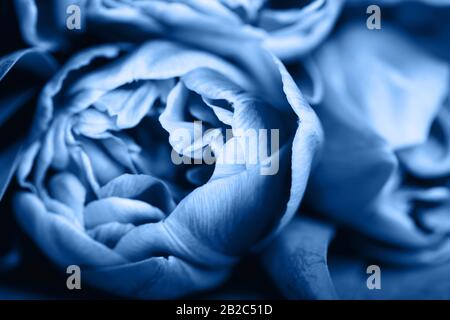 Un bouquet di tre tulipani in un involucro di carta si trova su un tavolo. Vista ravvicinata, colorazione blu. Foto Stock