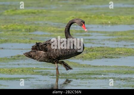 Black Swan, Cygnus Atratatus, Nei Pressi Di Christchurch, Nuova Zelanda, 6 Dicembre 2019 Foto Stock