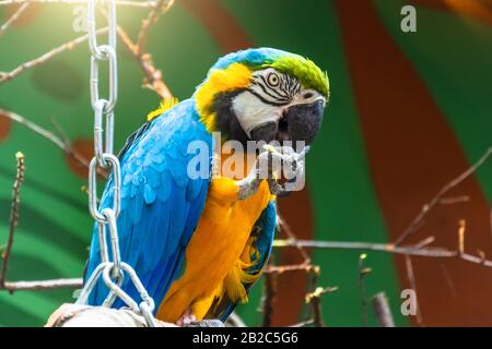 Un pappagallo macaw blu si siede su un ramo e mangia mentre tiene i semi di frutta nella sua zampa Foto Stock