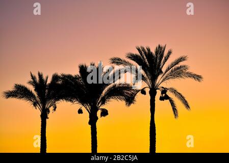 I contorni di palme contro un cielo luminoso sera. Foto Stock