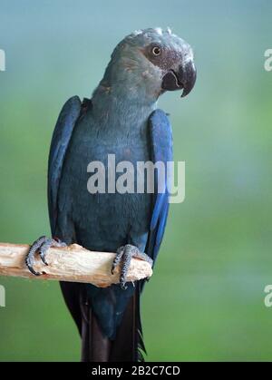 24 febbraio 2020, Brandenburg, Schöneiche: Un Macaw di Spix (Cyanopsitta spixii) siede in un'aviera dell'associazione dell'organizzazione di protezione delle specie per la conservazione dei pappagalli Minacciati e.V. (ACTP). L'associazione si occupa dell'allevamento e della conservazione delle specie di pappagallo rare e minacciate. I pappagalli di Spix sono considerati estinti nel deserto brasiliano. Ora, i figli devono essere reinsediati. Proprio in tempo per la Giornata mondiale della fauna selvatica di quest'anno, il 03 marzo 2020, 52 pappagalli Macaw di Spix allevati a Schöneiche vicino Berlino sono in programma per arrivare in Brasile. Foto: Patrick Pleul/dpa-Zentralbild/Z. Foto Stock