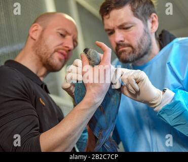 24 febbraio 2020, Brandenburg, Schöneiche: Sebastian Laurisch (l), guardiano animale e Francois le Grange, veterinario, esaminano un Macaw di Spix (Cyanopsitta spixii) nell'Associazione per la protezione delle specie per la conservazione dei pappagalli Minacciati e.V. (ACTP). L'associazione si occupa dell'allevamento e della conservazione delle specie di pappagallo rare e minacciate. I pappagalli di Spix sono considerati estinti nel deserto brasiliano. Ora, i figli devono essere reinsediati. Proprio in tempo per la Giornata mondiale della fauna selvatica di quest'anno, il 03 marzo 2020, 52 pappagalli Macaw di Spix allevati a Schöneiche vicino a Berlino sono sch Foto Stock