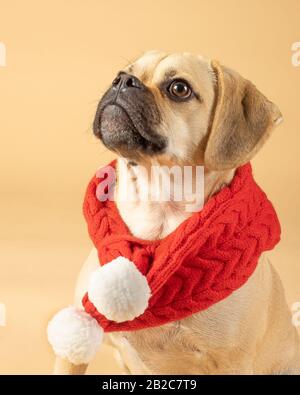 Portait di cute piccolo pugle che indossa una sciarpa di moda rossa Foto Stock