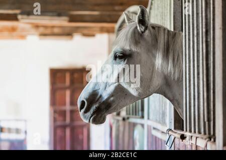 Ritratto di un cavallo bianco sul fienile Foto Stock