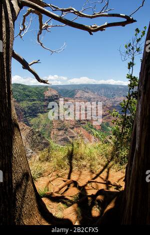 Kauai / Hawaii: Waimea Canyon state Park (conosciuto anche come Grand Canyon del Pacifico). Vista verticale tra gli alberi Foto Stock