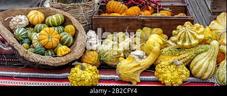 Bellissime e diverse varietà di schiacciate e zucche su un rustico cesto di sughero. Autunno scena rustica. Messa a fuoco selettiva. Primo Piano. Foto Stock