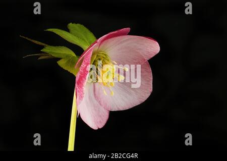 Fiore e fogliame rosa hellebore isolato contro nero Foto Stock