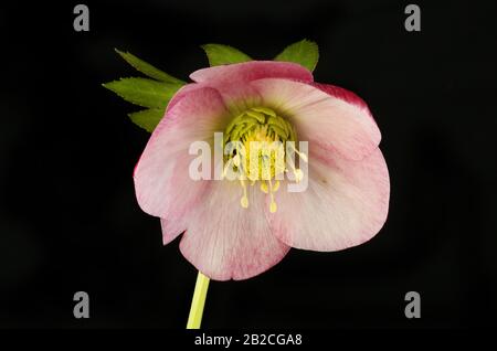 Fiore rosa hellebore isolato contro nero Foto Stock