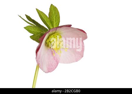 Fiore e fogliame rosa hellebore isolato contro bianco Foto Stock