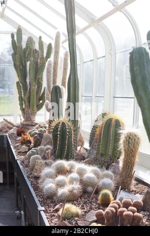 Il giardino di cactus al Volontarier Park Conservatory a Seattle, Washington, Stati Uniti. Foto Stock