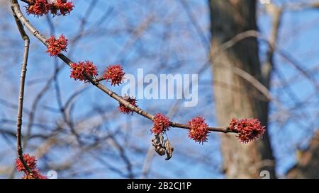 dettaglio di un piccolo ramo di acero d'argento in fiore Foto Stock
