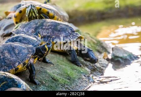 Tartaruga gialla con cursore di cumberland in direzione dell'acqua, specie tropicale di rettile dall'America Foto Stock